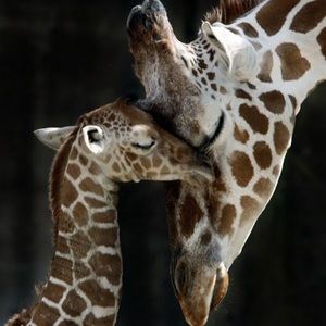 Meet your Posher, Priya